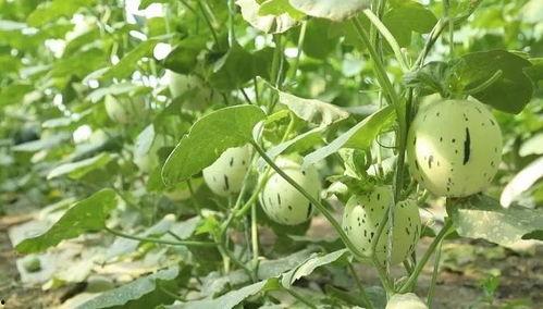 瓜州的西瓜可以免费吃吗,免费品尝甜蜜诱惑 第1张 瓜州的西瓜可以免费吃吗,免费品尝甜蜜诱惑 第1张