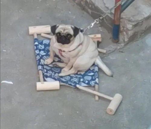 赤犬巴哥爆料了吗视频下载,揭秘幕后真相  第3张